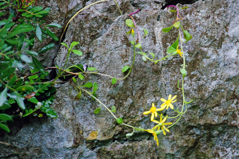 Senecio leucanthemifolius